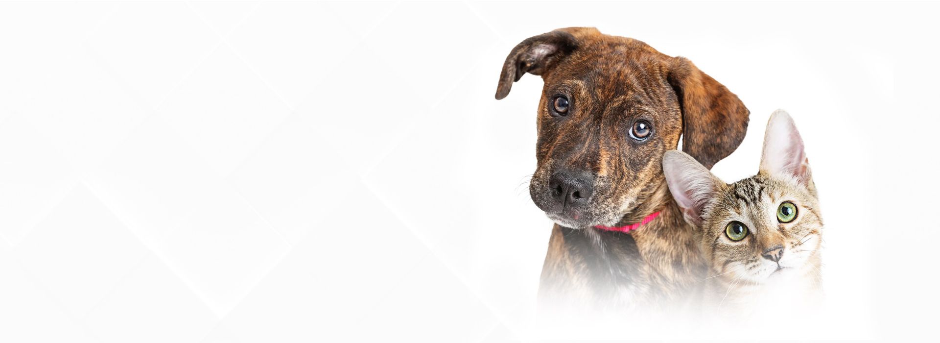 ��z�m Odakl� Yenilik�i Tasar�m